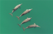 4 dolphins swimming side by side from above